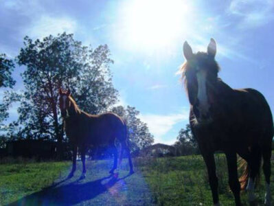 Lessons Learned from Childhood on a Farm Image